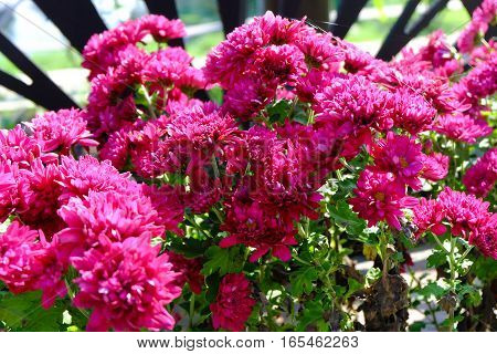 Chrysanthemum Flowers Background In Nature.dendranthemum Grandifflora