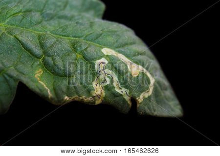Macro Tomato leaf isolated on black background. Leaf miner. Plague of miner in tomato leaf.