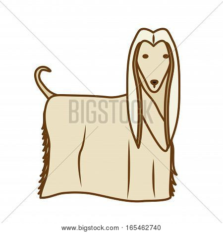 afghan hound dog icon over white background. colorful design. vector illustration