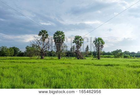 Green field and sugar palm with cloudy