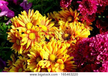 Chrysanthemum Flowers Background In Nature.dendranthemum Grandifflora