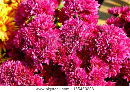 Chrysanthemum flowers background in nature Dendranthemum grandifflora