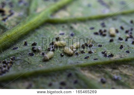 Macro of tomato leaf with insect pest. Insect approach consuming a tomato leaf.