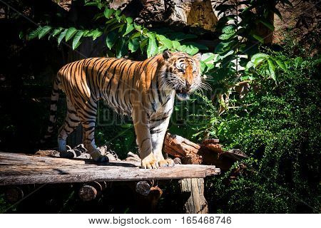 Tiger at the zoo in Konkan THAILAND