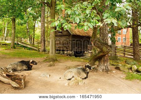 Traditional old farm at Skansen park the first open-air museum and zoo located on the island Djurgarden.