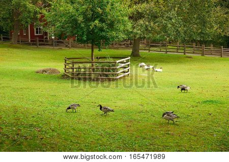 Traditional backyard with geese at Skansen park the first open-air museum and zoo located on the island Djurgarden.