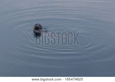 baikal seal peeking out of the water in natural environment looking at the camera