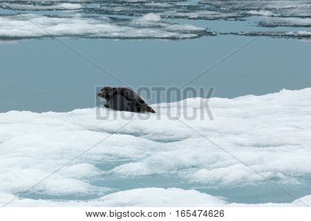 Spring landscape with baikal seal lying on block of ice in natural environment looking at the camera