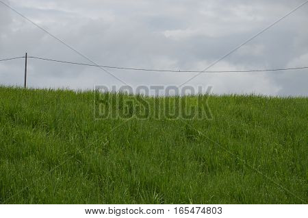 Field Grass Sugar Cane Old Electric Pole