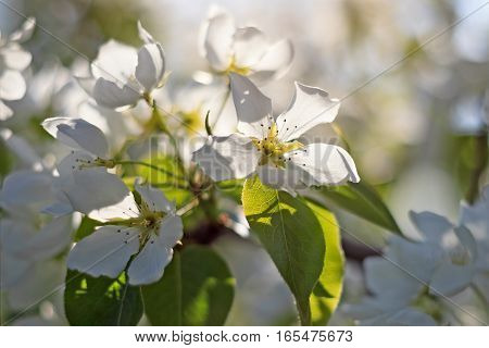 Apple tree blossom on blurred natural background in spring close up