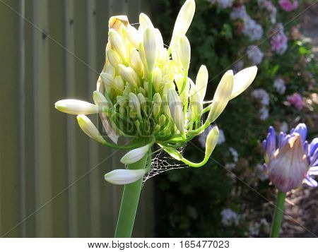 White agapanthus flower petals buds about to bloom open