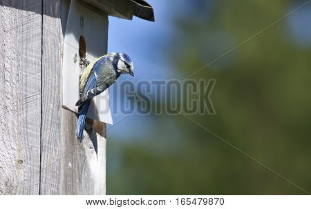 Blue tit by a wooden nesting box. Looks for spies. The plastic is for the woodpecker.