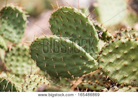 cactus in desert, cactus on rock, cactus Nature green background, domestic cactus closeup. cactus tree
