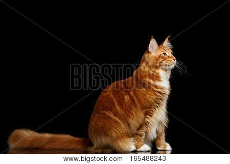Amazing Tabby Ginger Maine Coon Cat Sitting with Furry Tail Isolated on Black Background, Side view