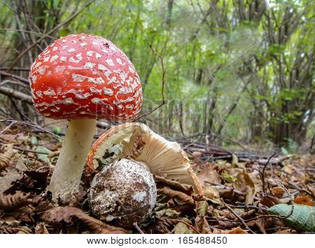 Mushrooms in the forest. Fly agaric or fly Amanita (Amanita muscaria).