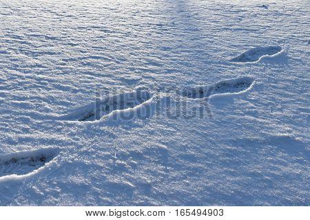 Human footprints in the snow. Winter time.