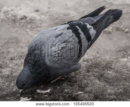 Pigeon, dove, pigeon on the ice, gray pigeon closeup, city birds. Dove -  a bird of peace, drinking pigeon