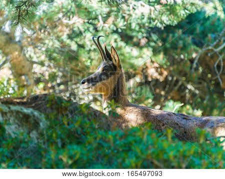Ibex in the bush of vall de Nuria, Catalunya