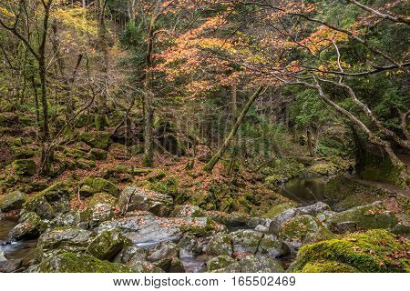 Beautiful in nature the Akame 48 waterfalls in autumn Mie Prefecture Japan
