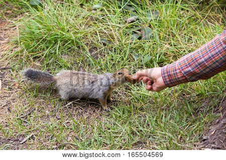 Feeding cute arctic ground squirrel with a peace of bread