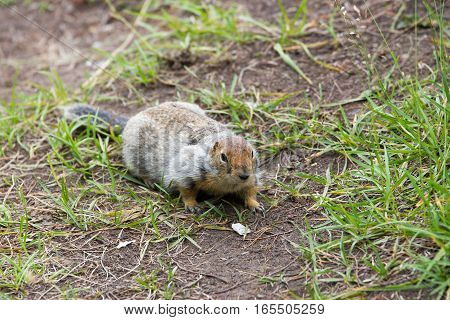 Arctic ground squirrel running to the viewer