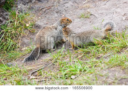 Two arctic ground squirrels playing with each other