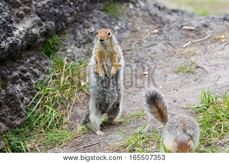 Arctic ground squirrel standing and loking at viewer
