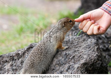 Arctic ground squirrel smelling a finger sitting on a rock