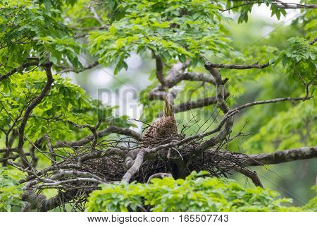 Young tiger heron in treetop nest Costa Rica