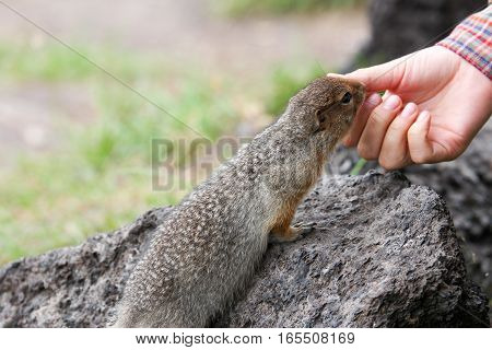 Arctic ground squirrel smelling a finger sitting on a rock
