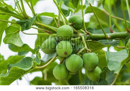 Jatropha on tree in natural of Thailand