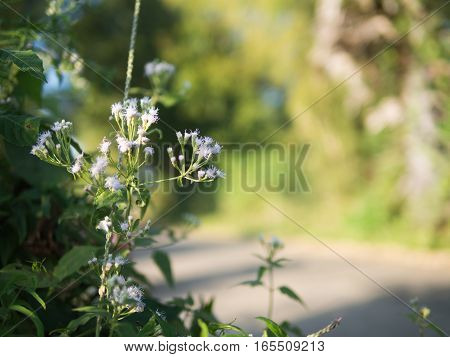 Blumea balsamifera tree selective focus green day