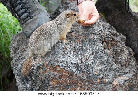 Cute arctic ground squirrel smelling a peace of bread