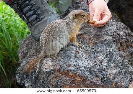 Arctic ground squirrel eating something ona rock