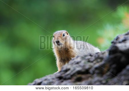 Arctic ground squirrel on green background looking at something