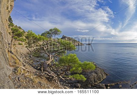 Relict pine tree next to an old ruined mountain trail over the sea. Crimea September.