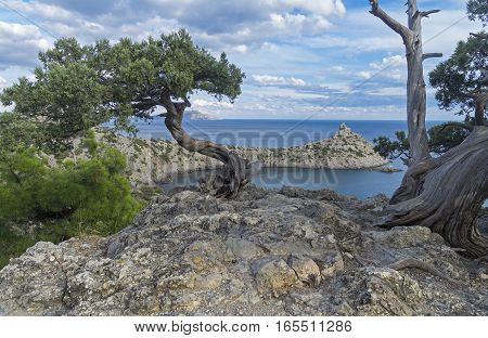 Relict juniper tree on a cliff above the sea. Crimea September.