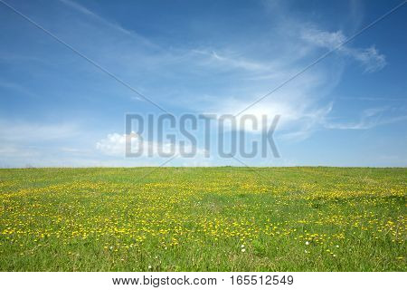 Landscape with green meadow with many yellow dandelions under beautiful sky with clouds in summer day