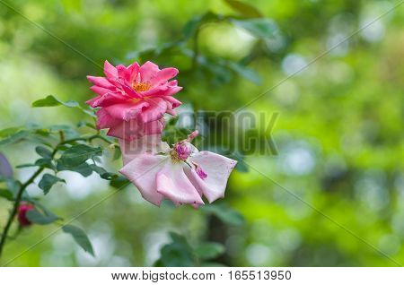 Beautiful pair of garden roses in their old age.