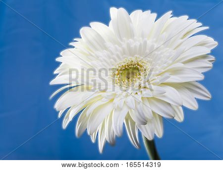 Transvaal daisy flower. Close up in a sunny day