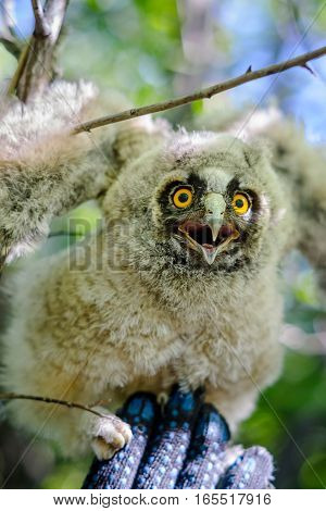 Long-eared owl on a hand, little bird