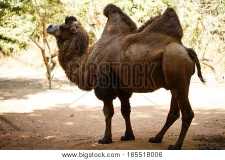 Brown Bactrian Camel At The Nature