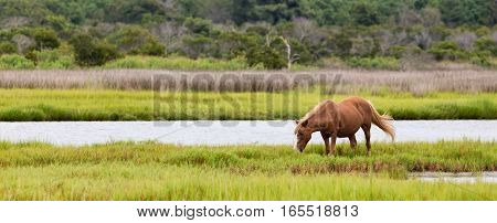 A Wild pony horse of Assateague Island Maryland USA. There is one horse grazing in a field. The depth of field is fairly shallow with the horse being in sharp focus. The photo is in panoramic format. These animals are also known as Assateague Horse or Chi