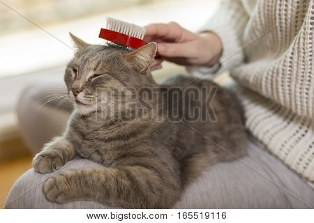 Tabby cat lying in her owner's lap and enjoying while being brushed and combed. Selective focus