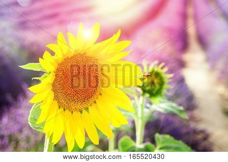 Yellow Sunflower and Lavender fresh flowers field, Provence, France, toned