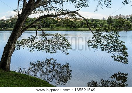 Tree On The Shores Of The Lake Leaning Over The Water And Making Reflection. Lago Igapo In Londrina,