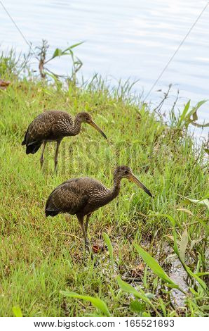 Two Limpkin Birds Looking For Food On The Shore Of Lake Igapo In Londrina City.