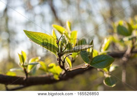 Close-up young green spring leaves on blurred spring sunlight background. Selective focus.
