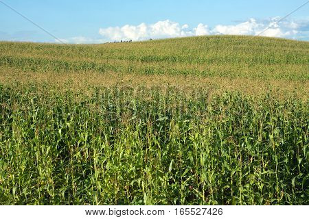 Summer landscape with green corn field and hill under beautiful blue sky with clouds