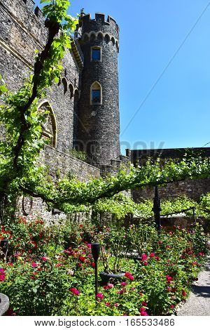 Rose garden at Castle Rheinstein in Germany.